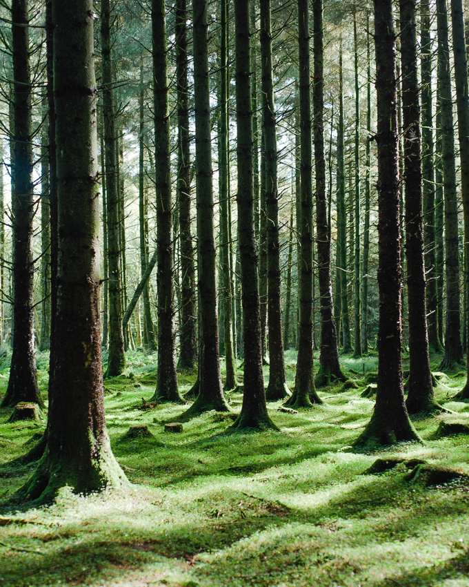 Kiefern in einem Wald mit gesprenkeltem Sonnenlicht